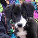 Idgie was adopted in November, 2005